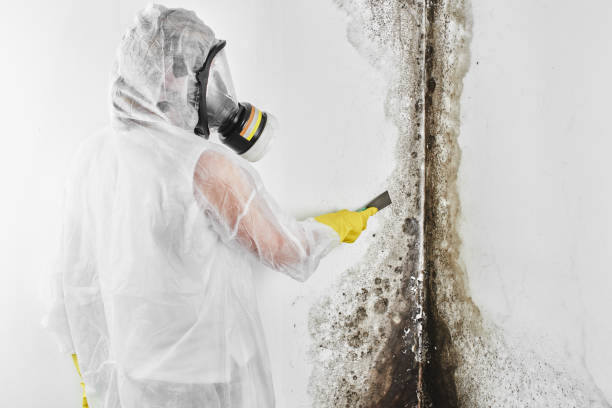 Best HVAC Mold Remediation in Jan Phyl Village, FL