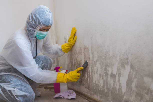 Best Emergency Mold Remediation in Jan Phyl Village, FL