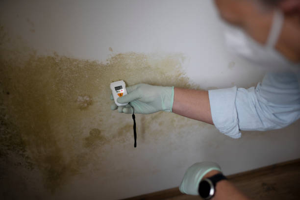 Best Residential Mold Remediation in Jan Phyl Village, FL